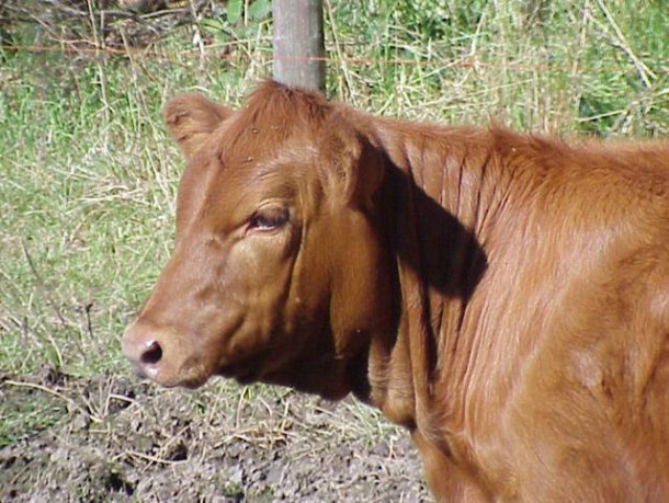 A Red Heifer Pictured - Throughout History Used as a Sacrifice