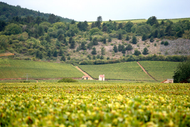  Burgundy - French Wine Region