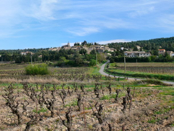 Vineyard in French Wine Region of Montbrun-des-Corbieres