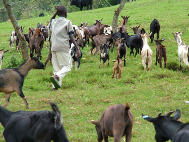 An USAID-Supported Animal Husbandry Training Program in Congo
