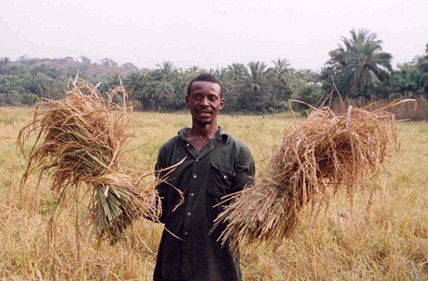 Sierra Leone Rice Farmer