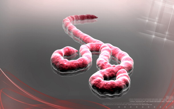 The Ebola Virus Cocoliztli
