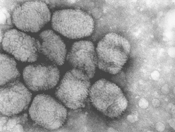 Smallpox Virus or Variola Virus