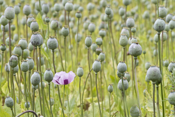 Opium poppy plant - heroin