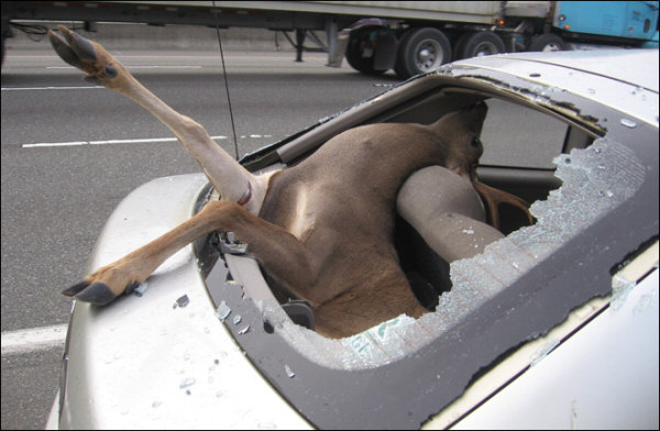 Deer Related Accident