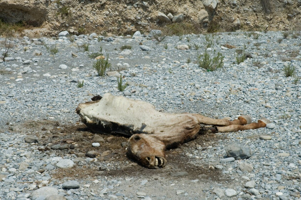 dead horse