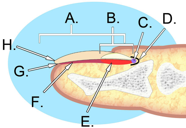 Anatomy of the Nail: A. Nail Plate; B. lunula; C. root; D. sinus; E. Matrix; F. nail bed; G. eponychium; H. free margin