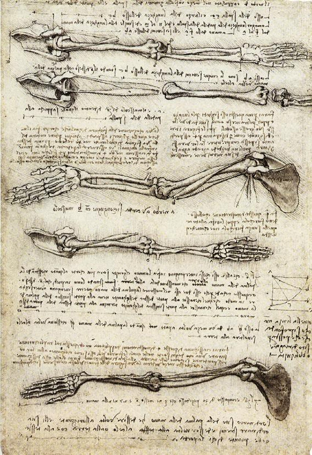 Studies of the Arm Showing the Movements Made by Biceps - Leonardo da Vinci 1510