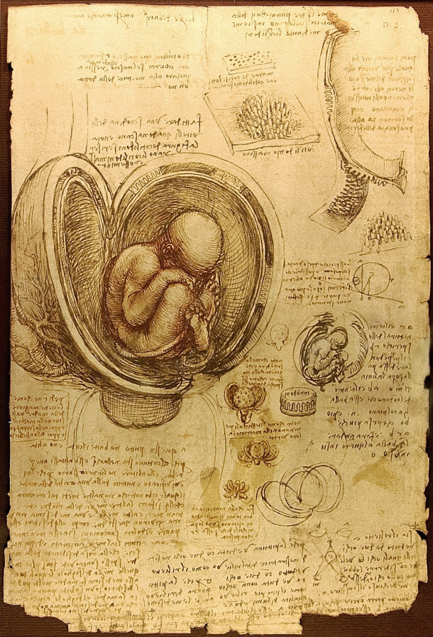 Studies of Embryos - Leonardo da Vinci (1510-1513)