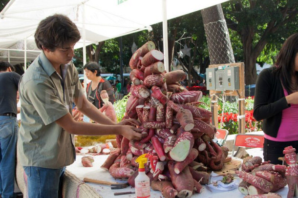 Pile of radishes Artist Planning a Radish Sculpture