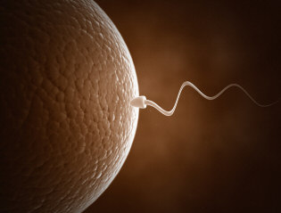 sperm entering egg