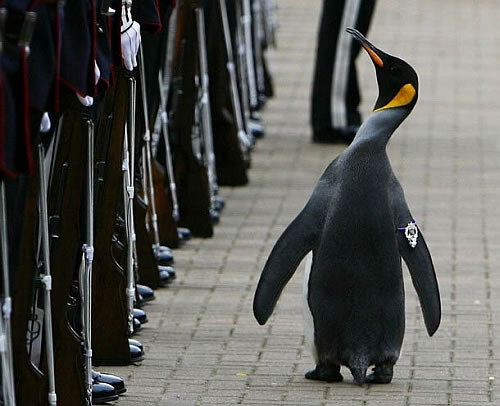Norwegian Royal Guard's Mascot is a King Penguin