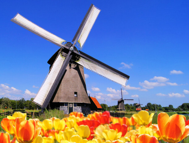 Dutch Tulips and Windmills