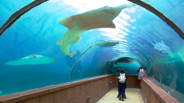 Atlantis Aquarium shark tunnel