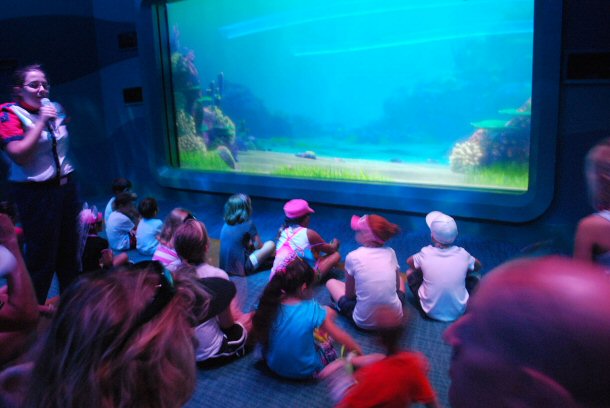 Simply take them to go and talk with Crush the surfer sea turtle at Turtle Talk, this is one of the most interactive features at Disney World. Here, it is possible to talk with Crush and ask him questions about anything your kids want to know.