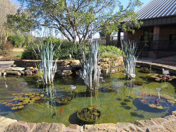 Fish Pond at the Mercer Arboretum and Botanical Gardens