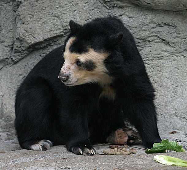 Spectacled Bear at the Houston Zoo
