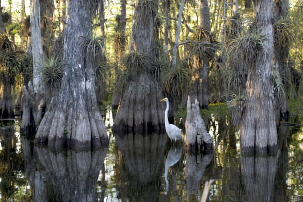 Great Egret in a Cypress Grove everglades