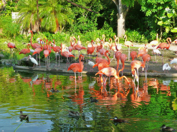 flamingo exhibit at zoo miami