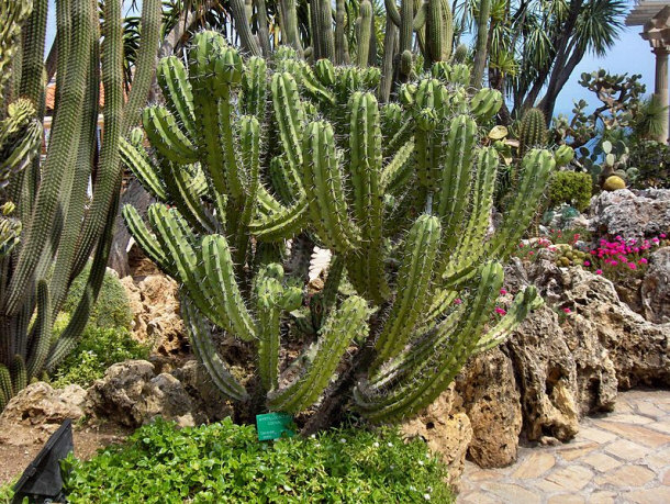 Example of the Collection of Succulent Plants