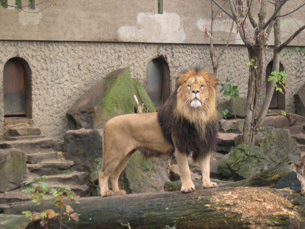 Lion artis zoo