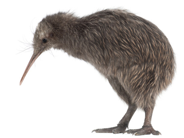 kiwi bird new zealand