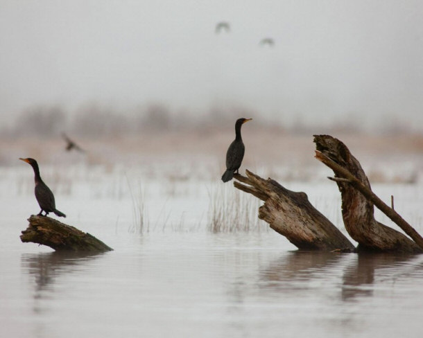 Local Residents of Smith and Bybee Wetlands