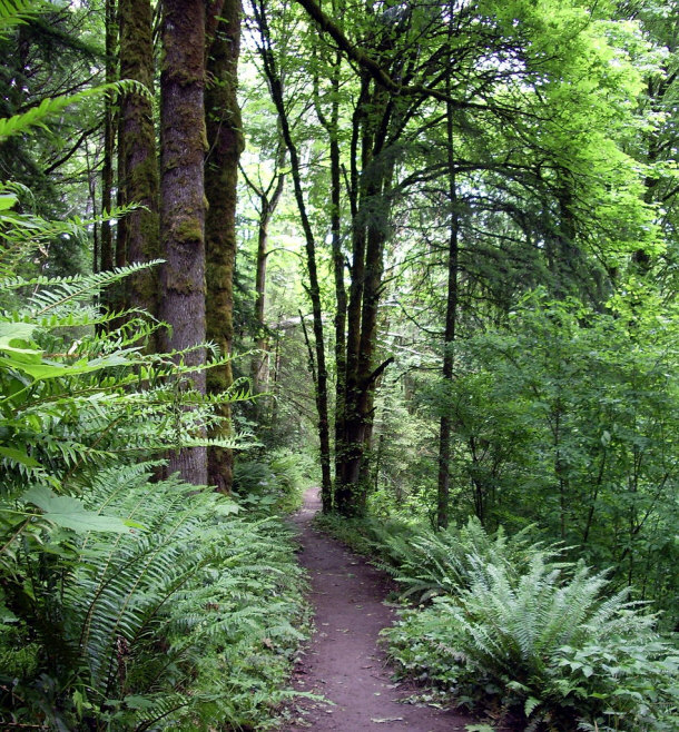 Wildwood Trail - Forest Park, Portland