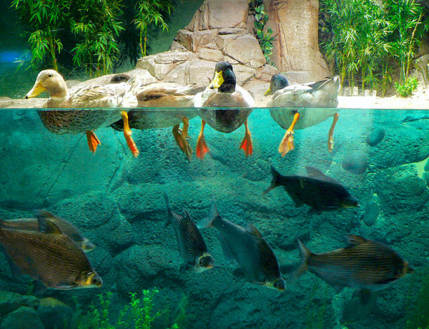 Mallard Ducks in the Shanghai Ocean Aquarium