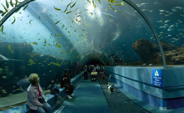 Underwater Shark Tunnel