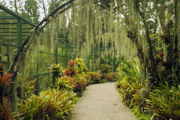Walkway Attaching Different Zones of Botanic Gardens, Singapore