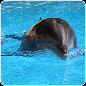 Mirage Casino has a dolphin trainer for a day event in Las Vegas, NV.